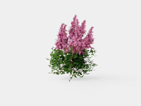 Astilbe chinensis Maggie Daley Chinese Astilbe 3D Model
