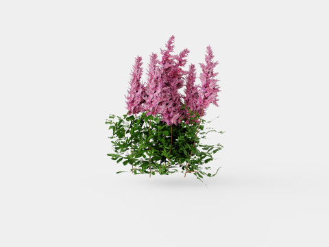 Astilbe chinensis Maggie Daley Chinese Astilbe Model 3D