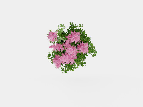 Astilbe chinensis Maggie Daley Chinese Astilbe Model 3D