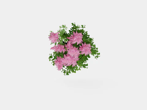 Astilbe chinensis Maggie Daley Chinese Astilbe 3D Model