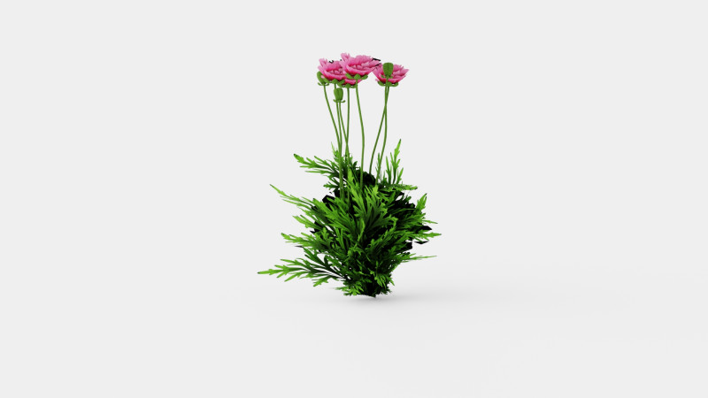 Papaver orientale Pattys Plum Orientvalmue Modelo 3D .c4d .max .obj .3ds .fbx .stl .blend 