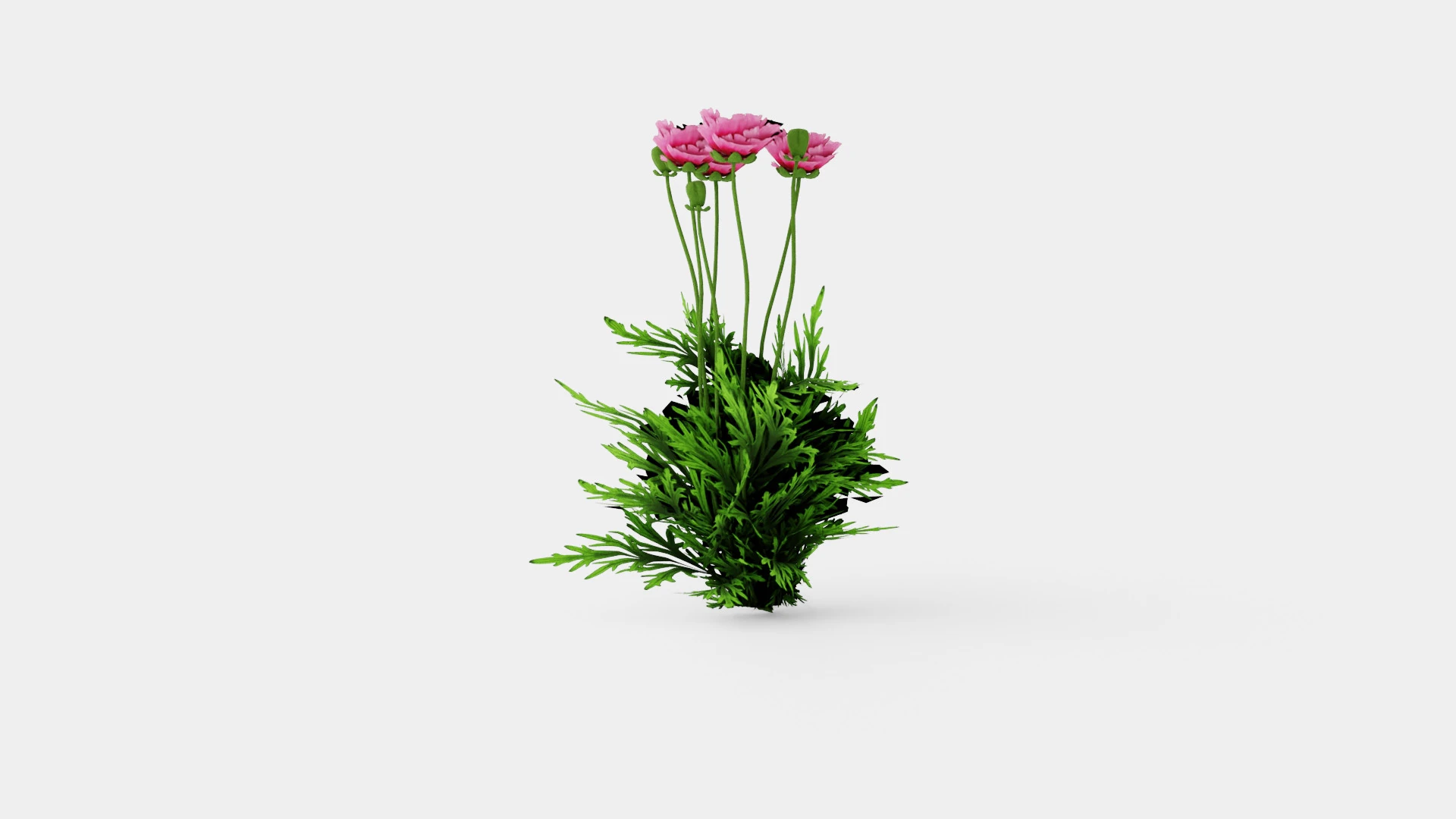 Papaver orientale Pattys Plum Orientvalmue 3D Model .c4d .max .obj .3ds .fbx .stl .blend 