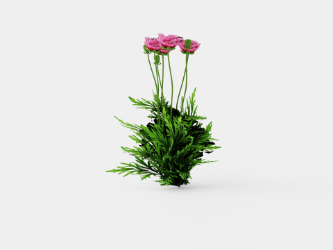Papaver orientale Pattys Plum Orientvalmue 3Dモデル