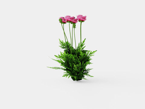 Papaver orientale Pattys Plum Orientvalmue Modelo 3D