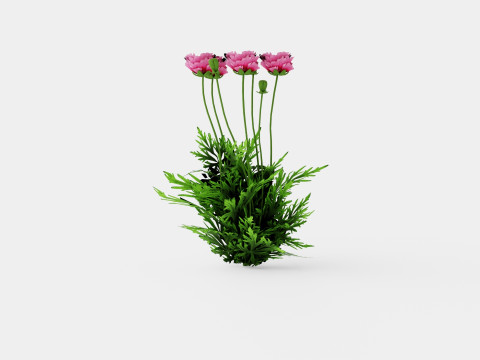 Papaver orientale Pattys Plum Orientvalmue Modelo 3D