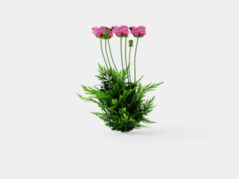Papaver orientale Pattys Plum Orientvalmue 3D Model