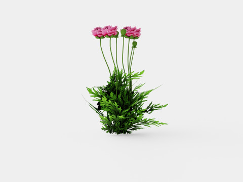 Papaver orientale Pattys Plum Orientvalmue Modelo 3D