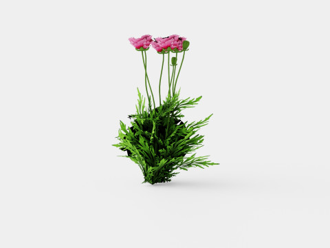 Papaver orientale Pattys Plum Orientvalmue Modelo 3D