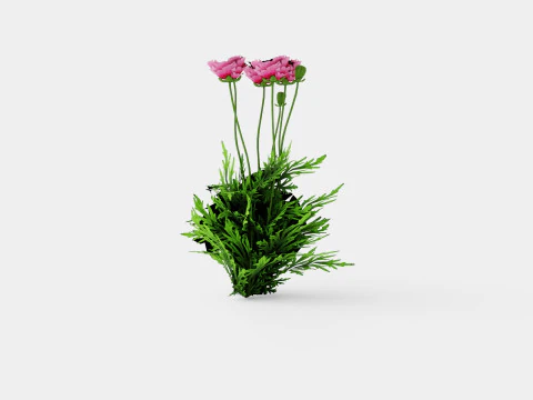 Papaver orientale Pattys Plum Orientvalmue 3D Model