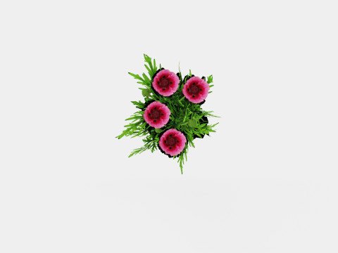 Papaver orientale Pattys Plum Orientvalmue Modelo 3D