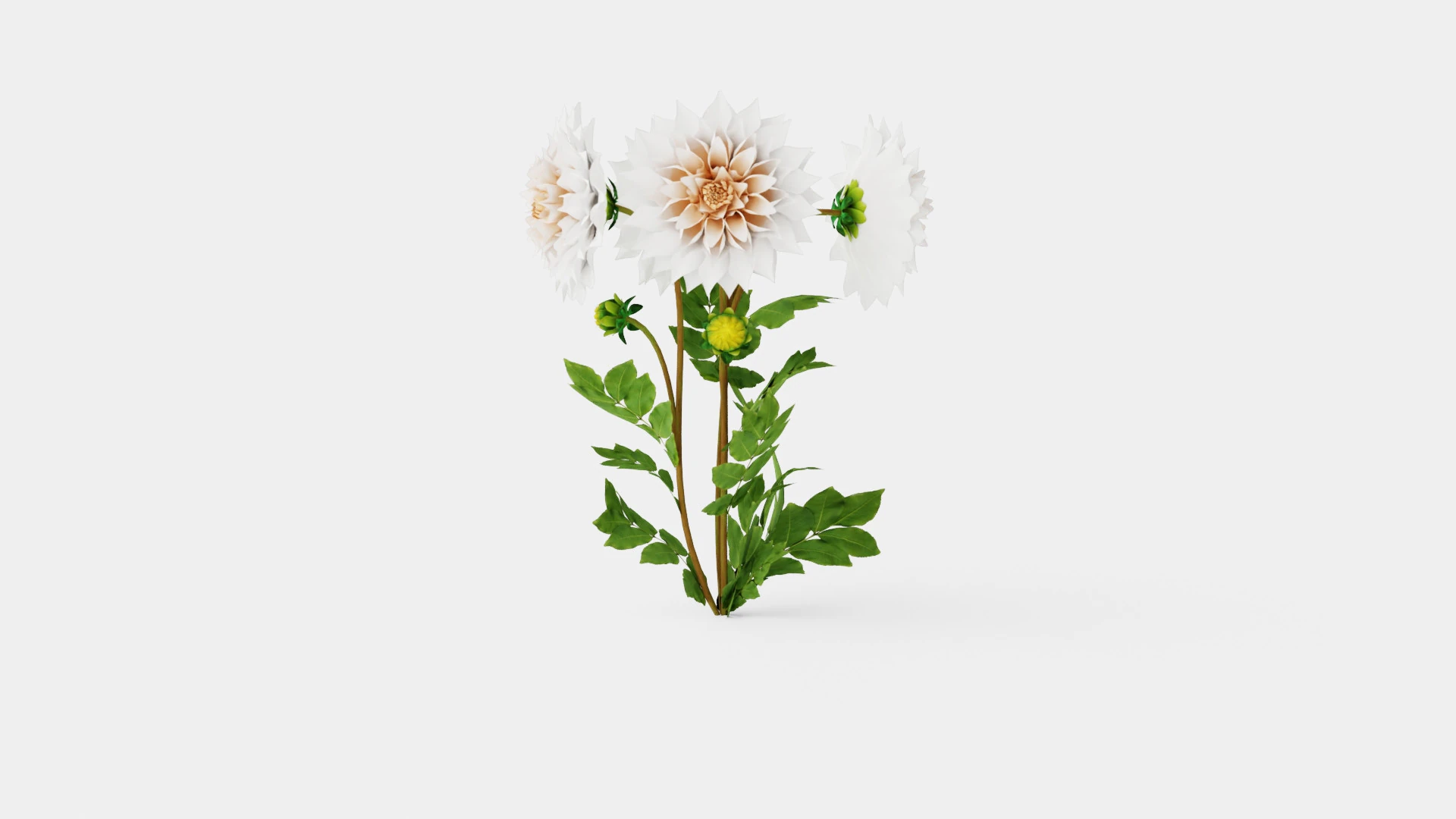 CAFE AU LAIT 3D Model .c4d .max .obj .3ds .fbx .stl .blend 