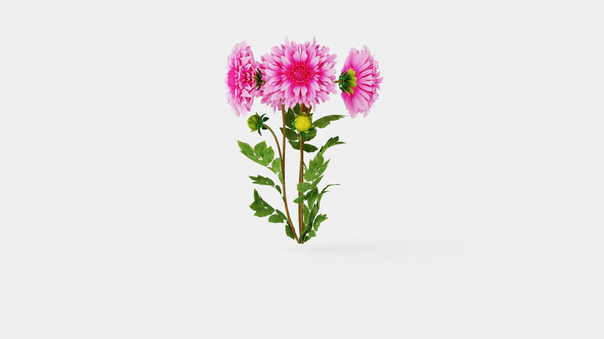 CAFE AU LAIT ROSE 3D Model .c4d .max .obj .3ds .fbx .stl .blend