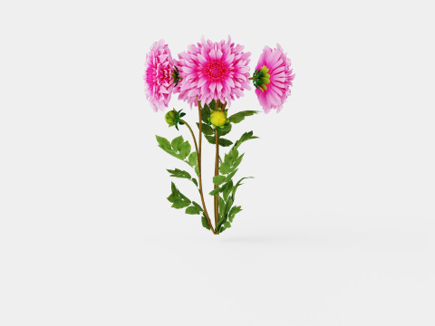 CAFE AU LAIT ROSE Model 3D