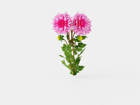 CAFE AU LAIT ROSE Model 3D