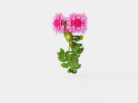 CAFE AU LAIT ROSE Model 3D