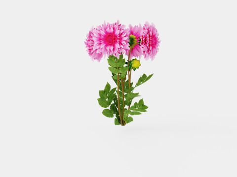 CAFE AU LAIT ROSE Model 3D
