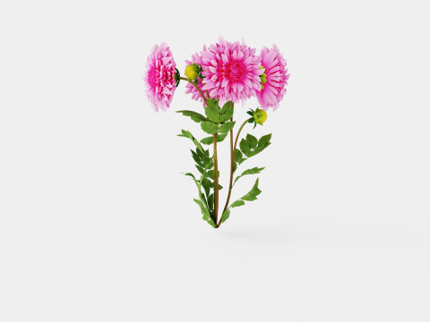 CAFE AU LAIT ROSE Model 3D