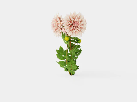 CAFE AU LAIT TWIST 3D Model