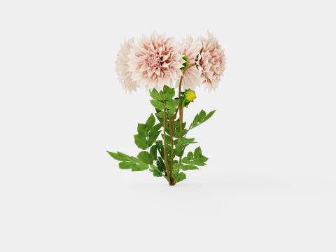 CAFE AU LAIT TWIST 3D Model