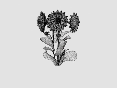 CAFE AU LAIT TWIST 3D Model