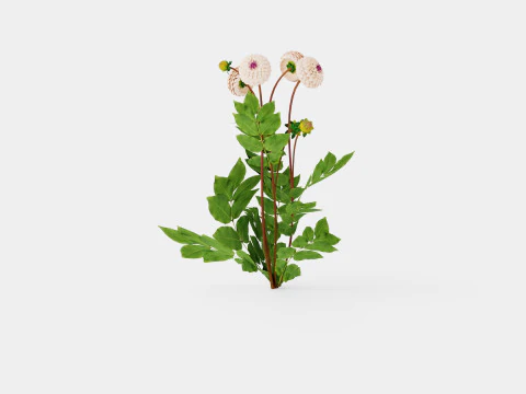 वाइन आइड जिल 3D मॉडल