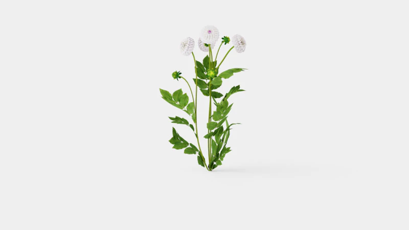 EWELINA Model 3D .c4d .max .obj .3ds .fbx .stl .blend 