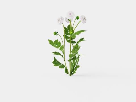 EVELINE 3D Model