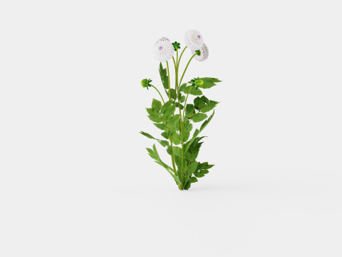 EVELINE Modelo 3D