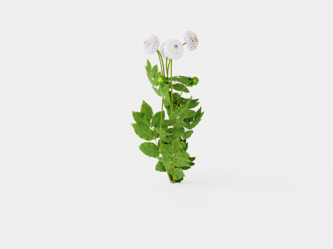 EVELINE Modelo 3D
