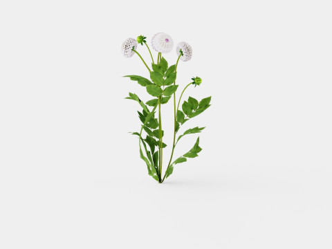 EVELINE Modelo 3D