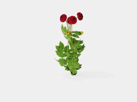 NATAL 3D Model