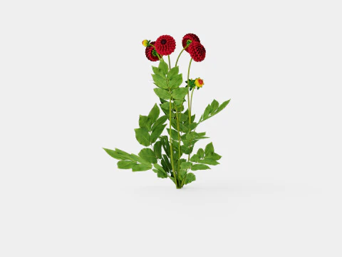 NATAL 3D Model