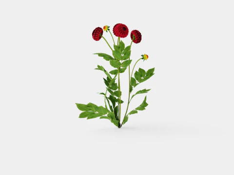 NATAL 3D Model