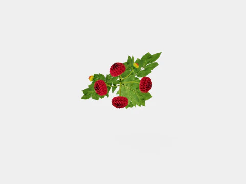 NATAL 3D Model