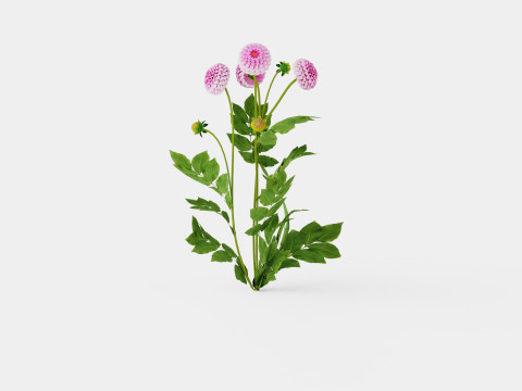 STOLZE VON BERLIN Modèle 3D