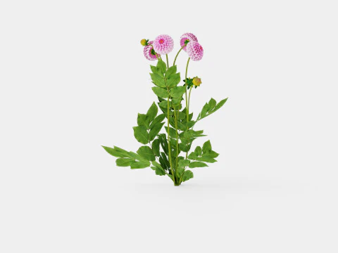 STOLZE VON BERLIN 3D Model