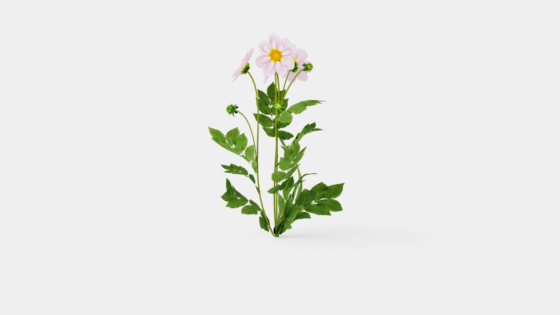TEESBROOKE AUDREY 3D Model .c4d .max .obj .3ds .fbx .stl .blend 