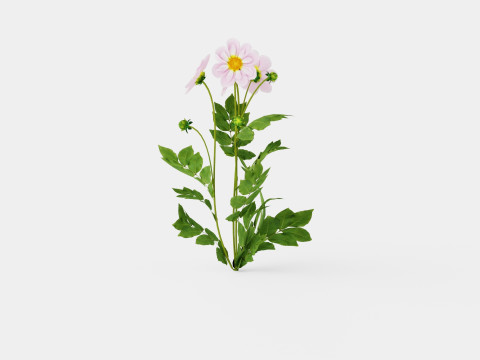 TEESBROOKE AUDREY 3D Model