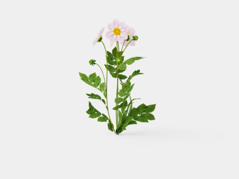 TEESBROOKE AUDREY Model 3D