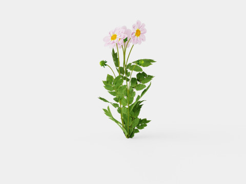 TEESBROOKE AUDREY 3D Model
