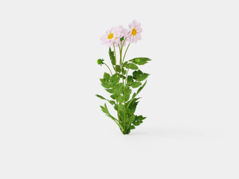 TEESBROOKE AUDREY 3D Model