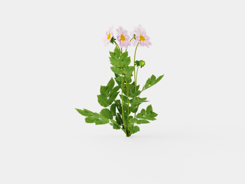 TEESBROOKE AUDREY 3D Model