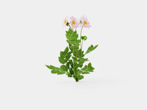 TEESBROOKE AUDREY 3D Model
