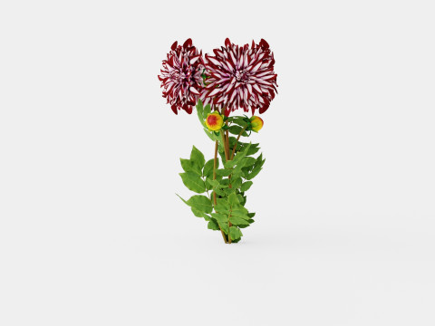 TARTAN 3D Model