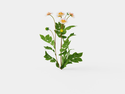 OKAPIS SUNSET 3D 모델