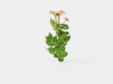 OKAPIS SUNSET 3D 모델