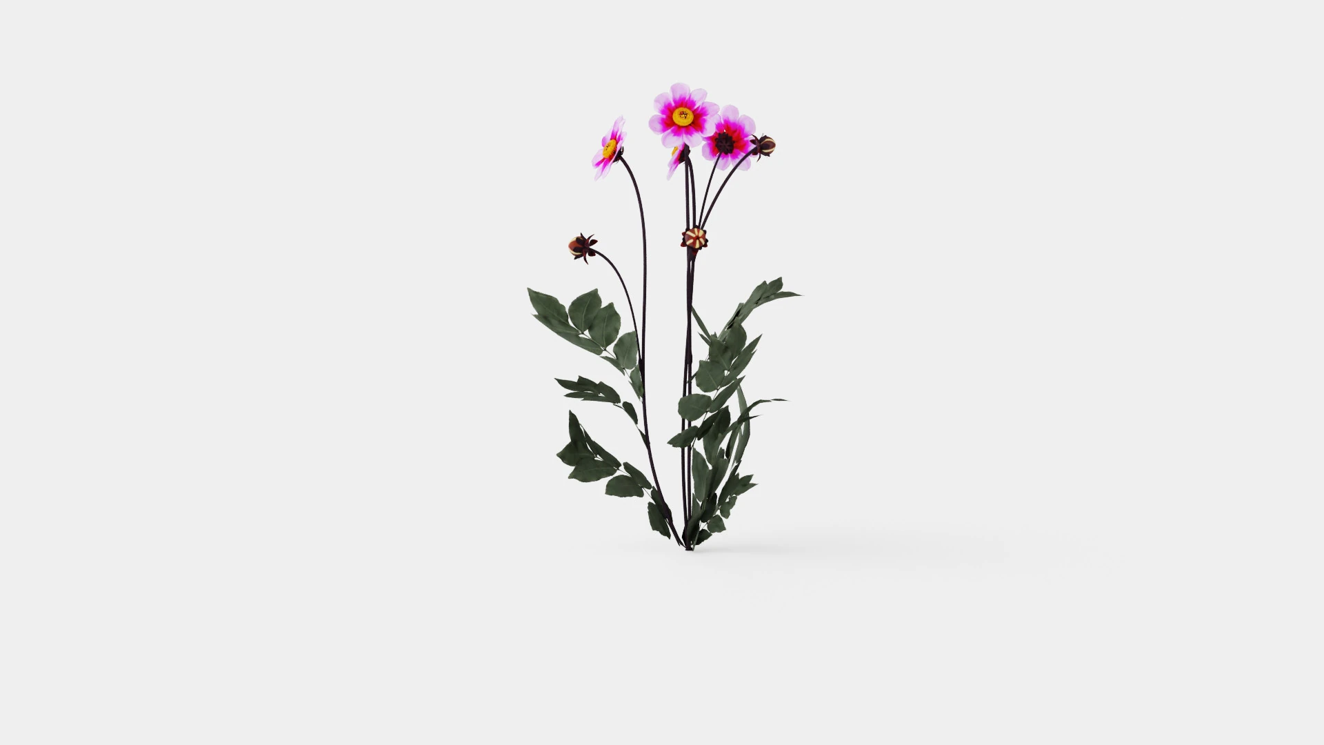 WISHES N DREAMS 3D Model .c4d .max .obj .3ds .fbx .stl .blend 