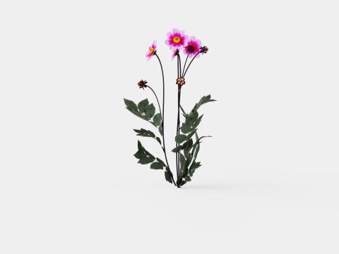 WISHES N DREAMS 3D Model