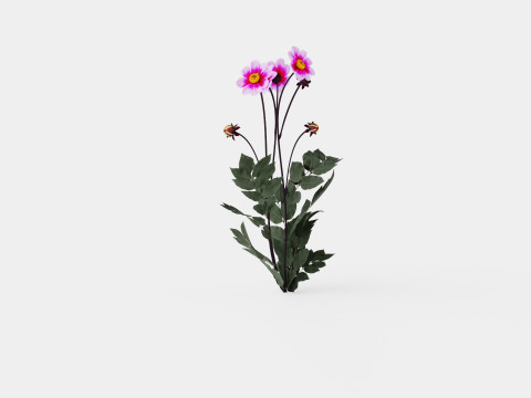 WISHES N DREAMS 3D Model