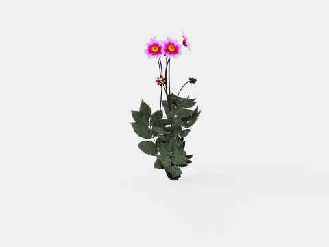 WISHES N DREAMS 3D Model